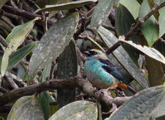 Tangara labradorides