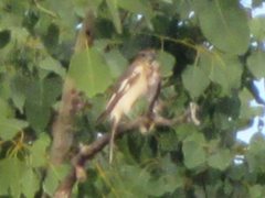 Cracticus nigrogularis nigrogularis