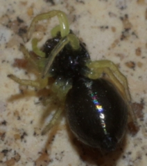 Chalcoscirtus infimus