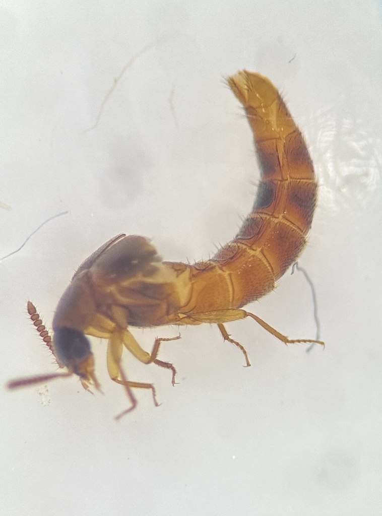 Rove Beetles (Soil invertebrates in Iowa) · iNaturalist