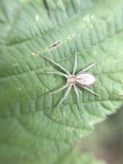 Philodromus rufus