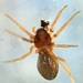 Coloncus siou - Photo (c) BC Spider Diversity Team, some rights reserved (CC BY-NC), uploaded by BC Spider Diversity Team