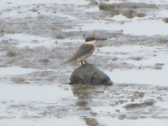 Todiramphus sanctus sanctus