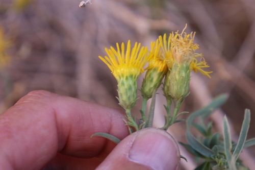 Image of Chrysothamnus stylosus by no rights reserved