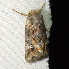 Lacinipolia lepidula