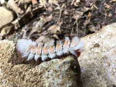 Neopreptos marathusa