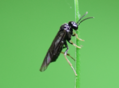 Monophadnus pallescens