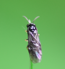 Monophadnus pallescens