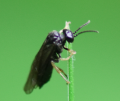 Monophadnus pallescens