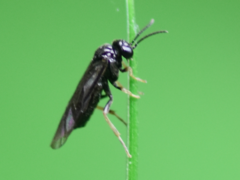 Monophadnus pallescens