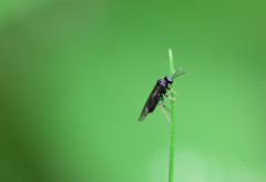 Monophadnus pallescens