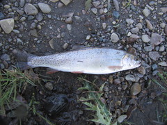 Oncorhynchus clarkii behnkei