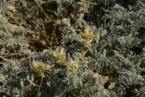 Image of Astragalus miguelensis by (c) Siddarth Machado, some rights reserved (CC BY)