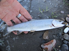 Oncorhynchus clarkii behnkei