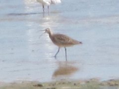 Numenius phaeopus variegatus