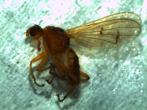 Scathophaga spurca