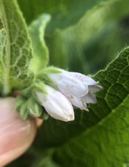 Symphytum officinale