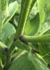 Symphytum officinale