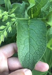 Symphytum officinale