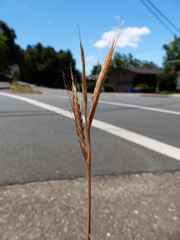 Brachypodium distachyon