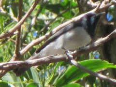 Myiagra rubecula yorki