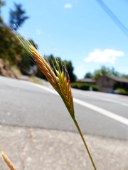 Brachypodium distachyon