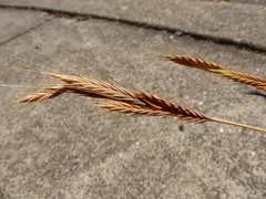 Brachypodium distachyon