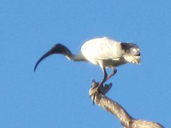 Threskiornis molucca molucca