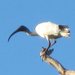 Threskiornis molucca molucca - Photo (c) Matthew Connors, some rights reserved (CC BY-NC-SA), uploaded by Matthew Connors