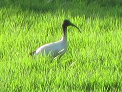 Threskiornis molucca molucca