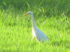 Ardea intermedia plumifera