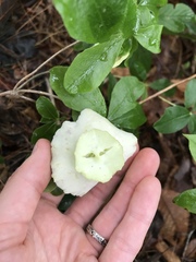 Exobasidium vaccinii