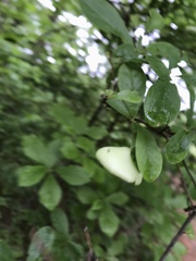 Exobasidium vaccinii