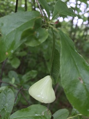 Exobasidium vaccinii