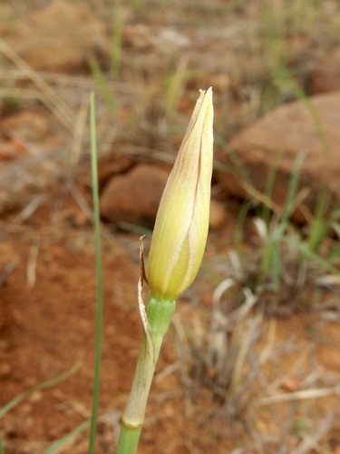 Image of Zephyranthes longifolia by (c) Sue Carnahan, some rights reserved (CC BY)