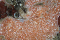 Aplidium solidum