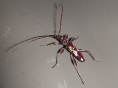 Coptocercus vicinus