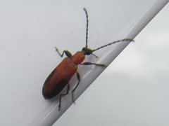 Casnonidea brevimarginis