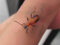 Casnonidea brevimarginis