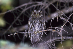 Psiloscops flammeolus