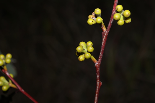 Image of Eucalyptus hallii by (c) Greg Tasney, some rights reserved (CC BY-SA)