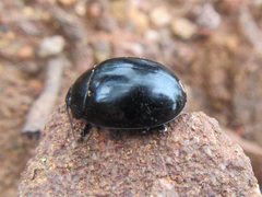 Paropsisterna delmastroi