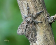 Dasychira vagans