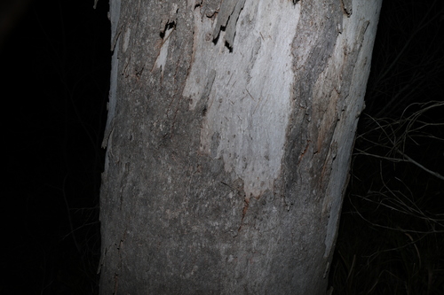 Image of Eucalyptus hallii by (c) Greg Tasney, some rights reserved (CC BY-SA)