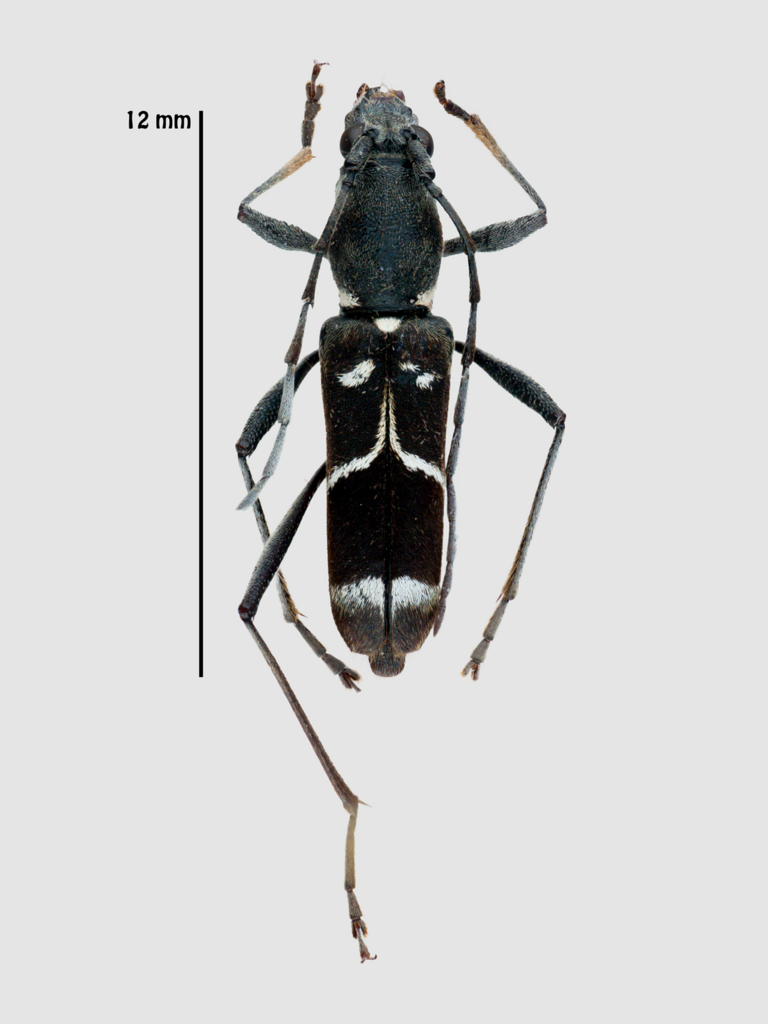 Demonax semiluctuosus