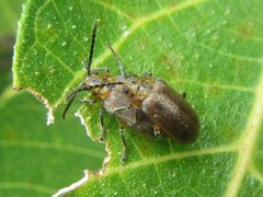 Poneridia semipullata