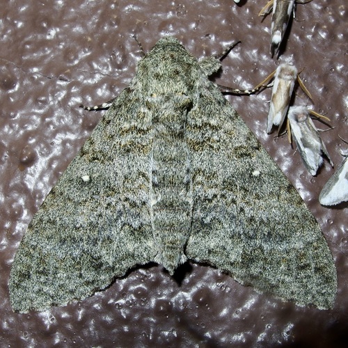 Muscosa Sphinx photo 2