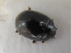 Paropsisterna rufipes