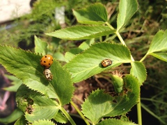 Coccinella septempunctata