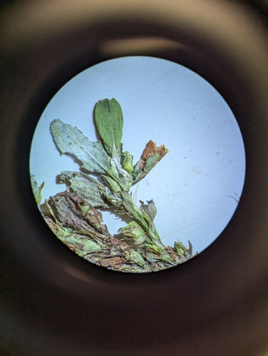 Image of Polygonum achoreum by no rights reserved